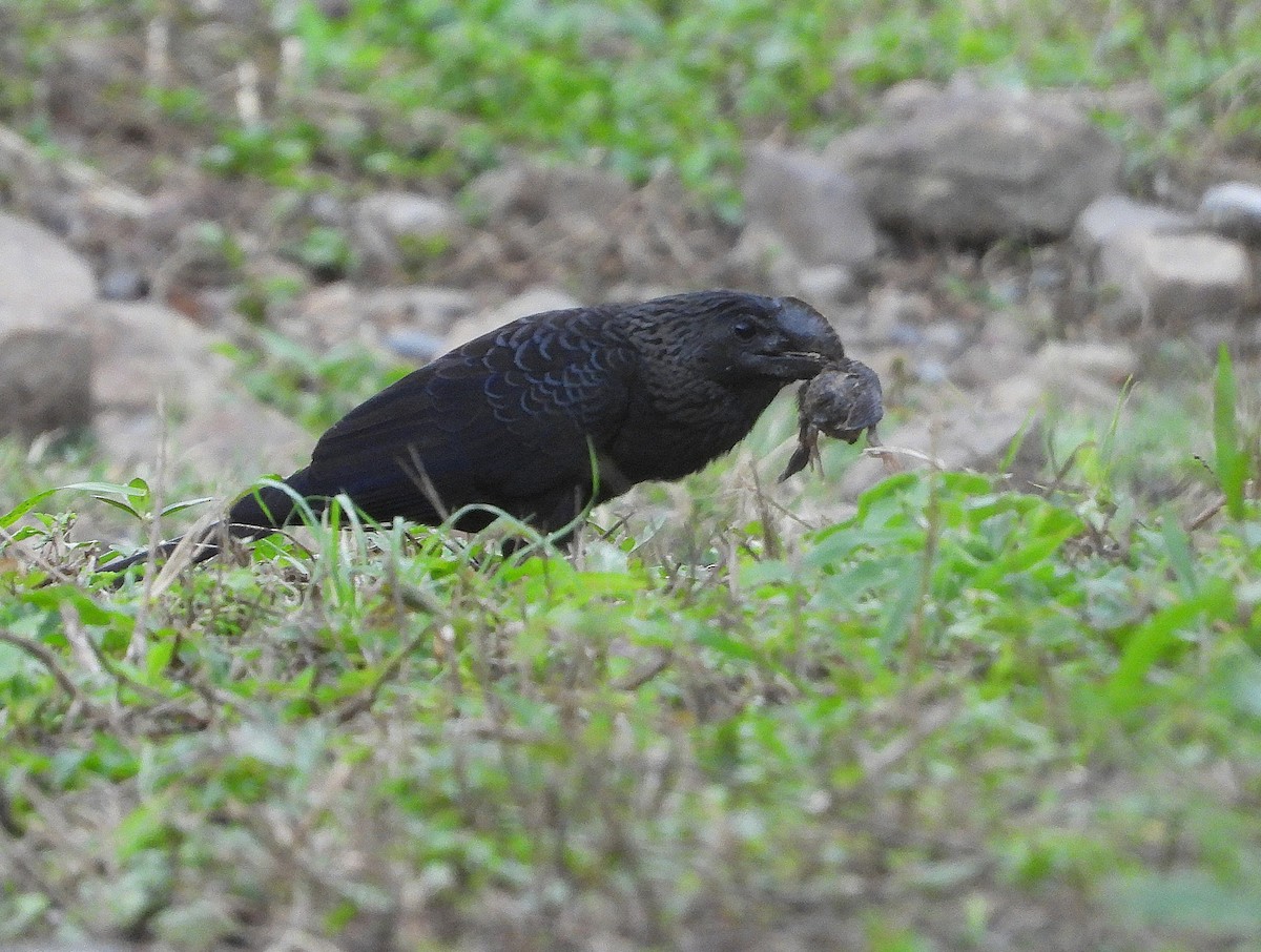 Smooth-billed Ani - ML637629912