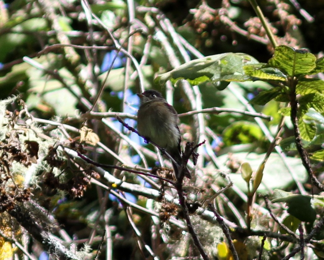 Black-capped Flycatcher - ML637629916