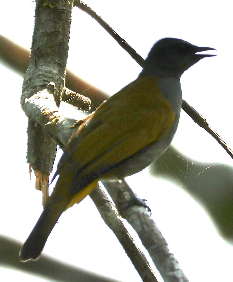Gray-bellied Bulbul - ML637629922