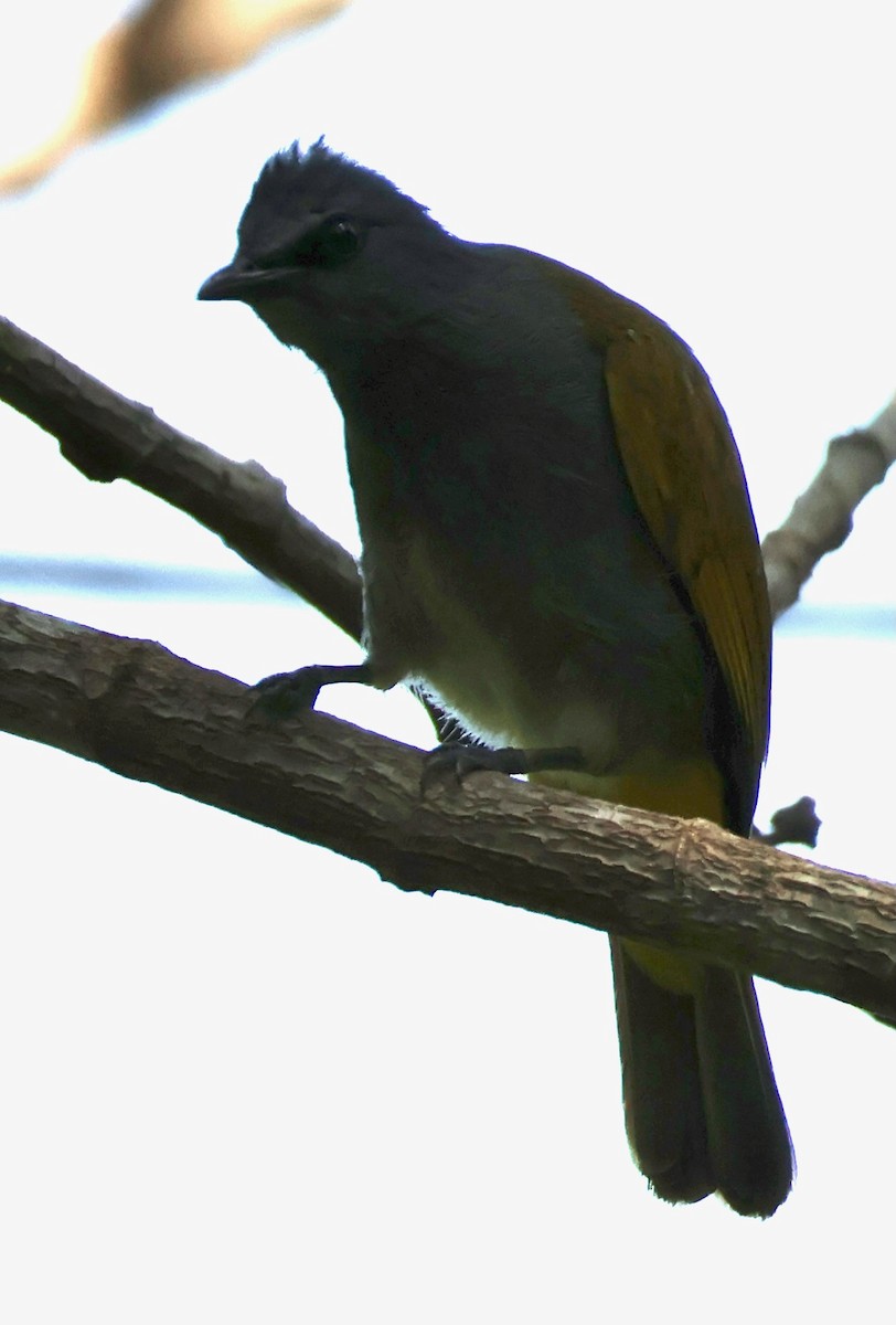 Gray-bellied Bulbul - ML637629923