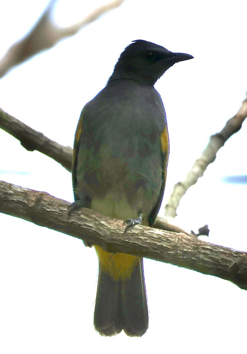 Gray-bellied Bulbul - ML637629924