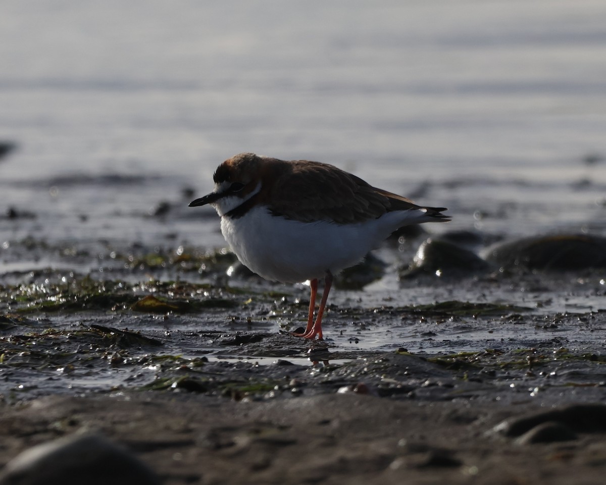 Collared Plover - ML637629973