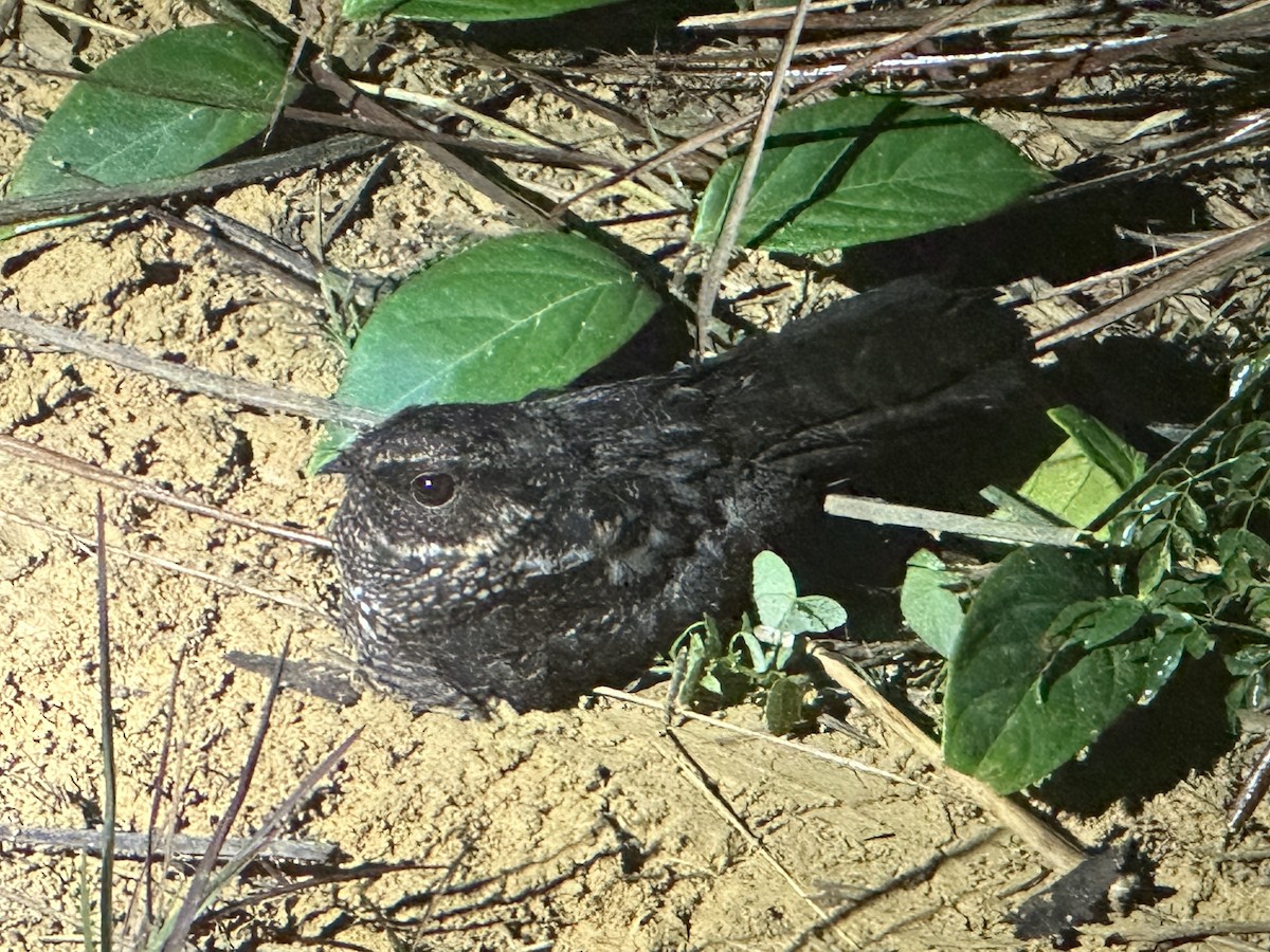 Blackish Nightjar - ML637629984
