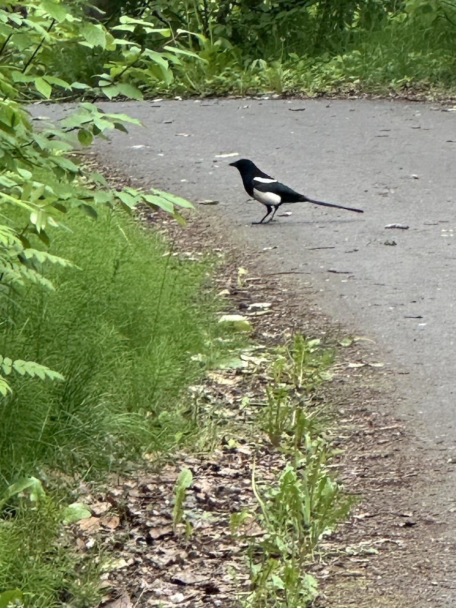 Black-billed Magpie - ML637629993