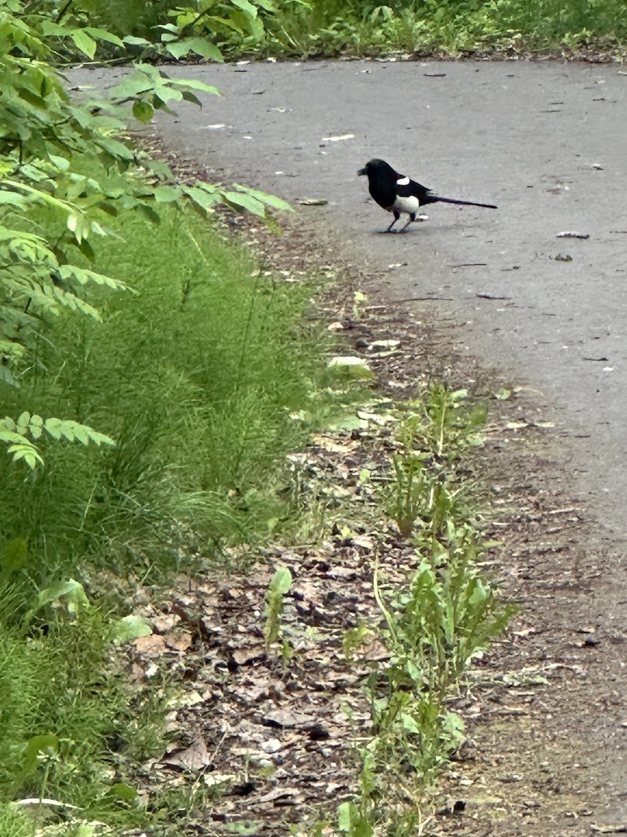 Black-billed Magpie - ML637629994