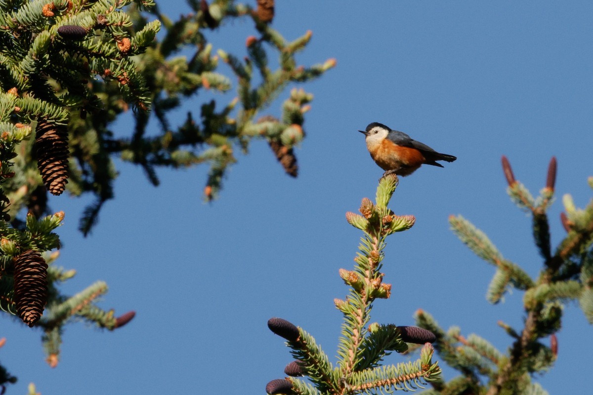 Przevalski's Nuthatch - ML637629998