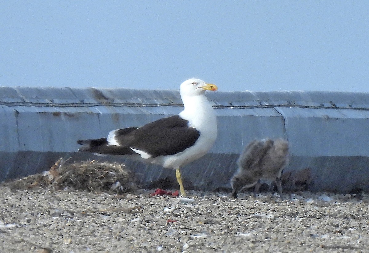Kelp Gull - ML637630007