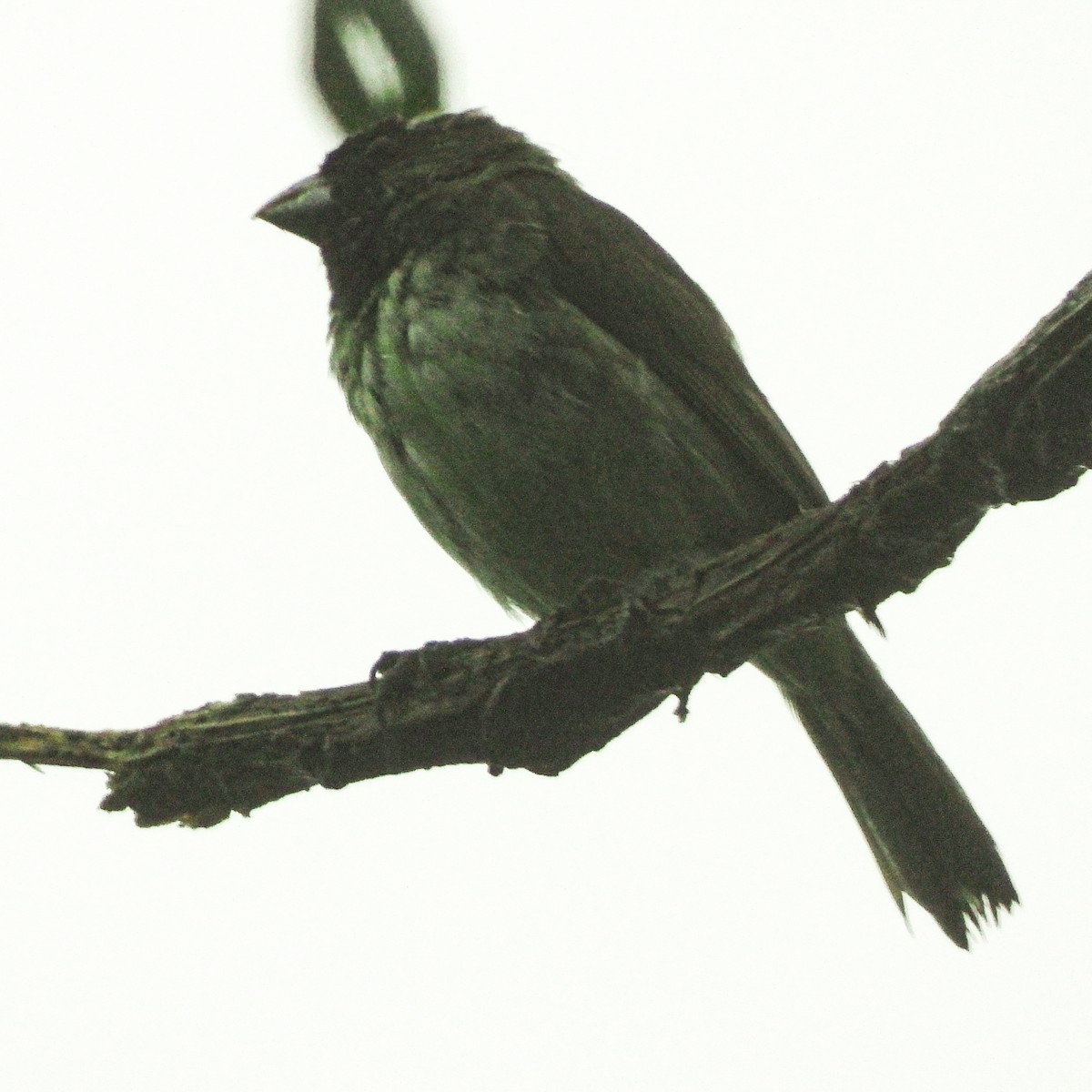 Yellow-bellied Seedeater - ML637630011