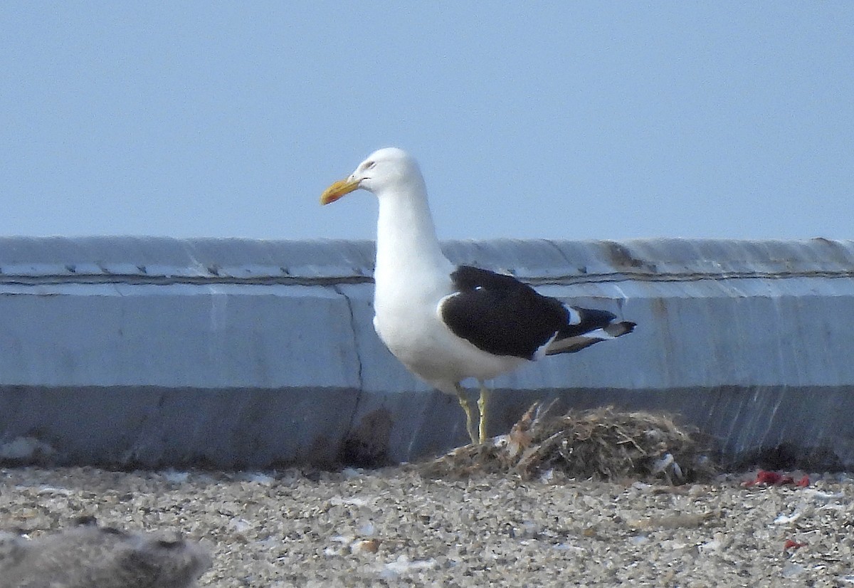 Kelp Gull - ML637630020