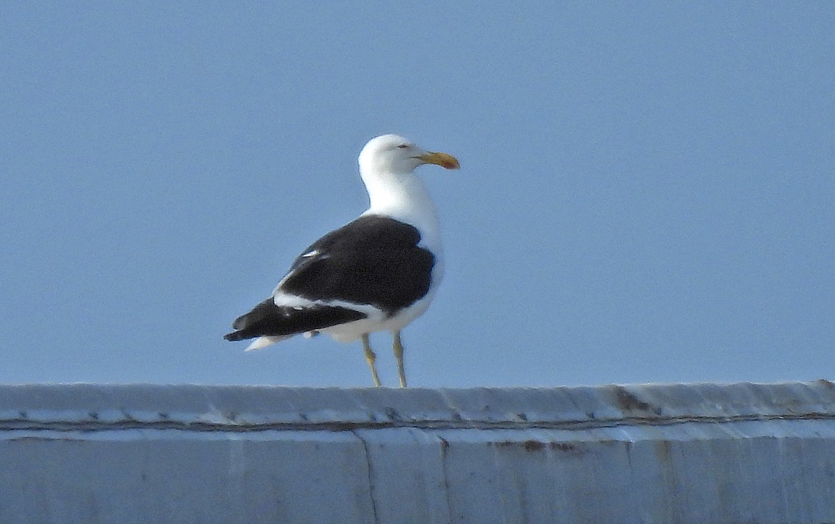 Kelp Gull - ML637630024