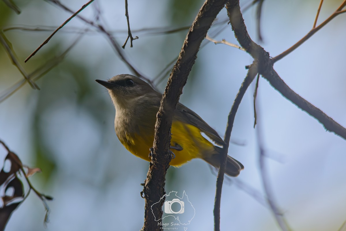 Western Yellow Robin - ML637630025