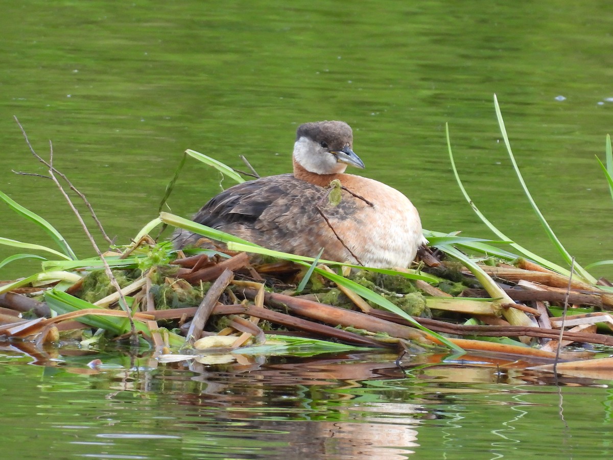 Red-necked Grebe - ML637630026