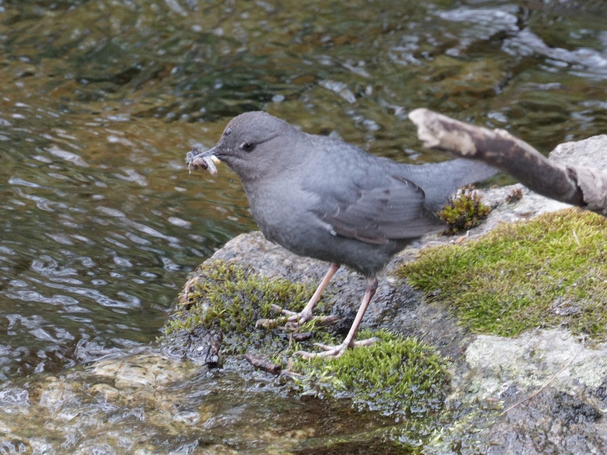 American Dipper - ML637630030