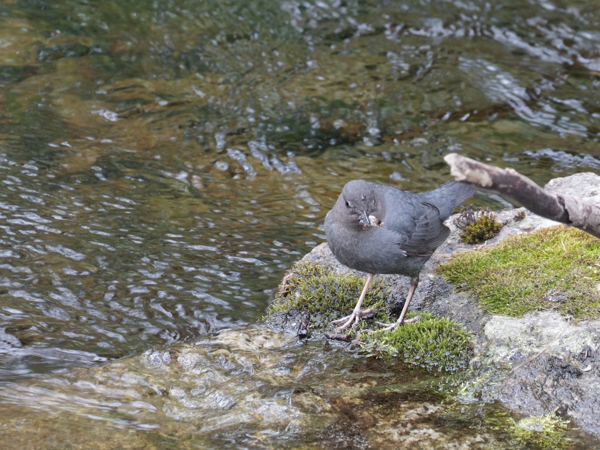 American Dipper - ML637630037