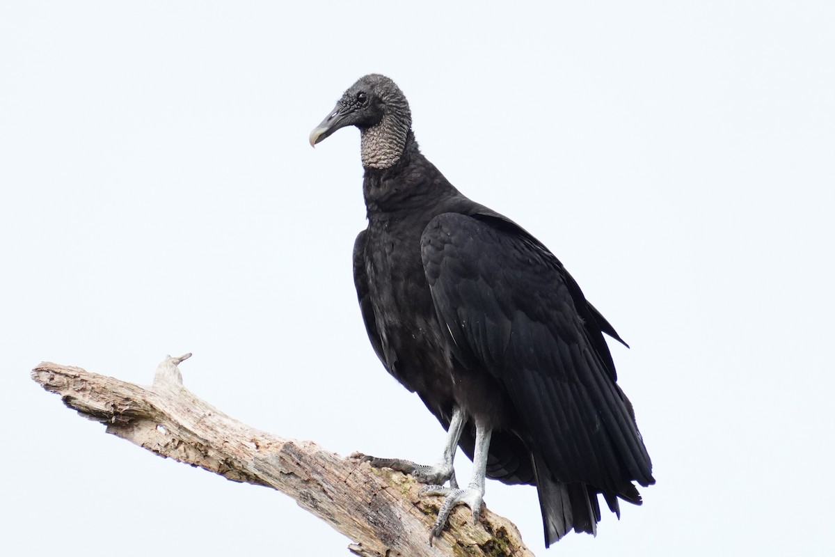 Black Vulture - ML637630043