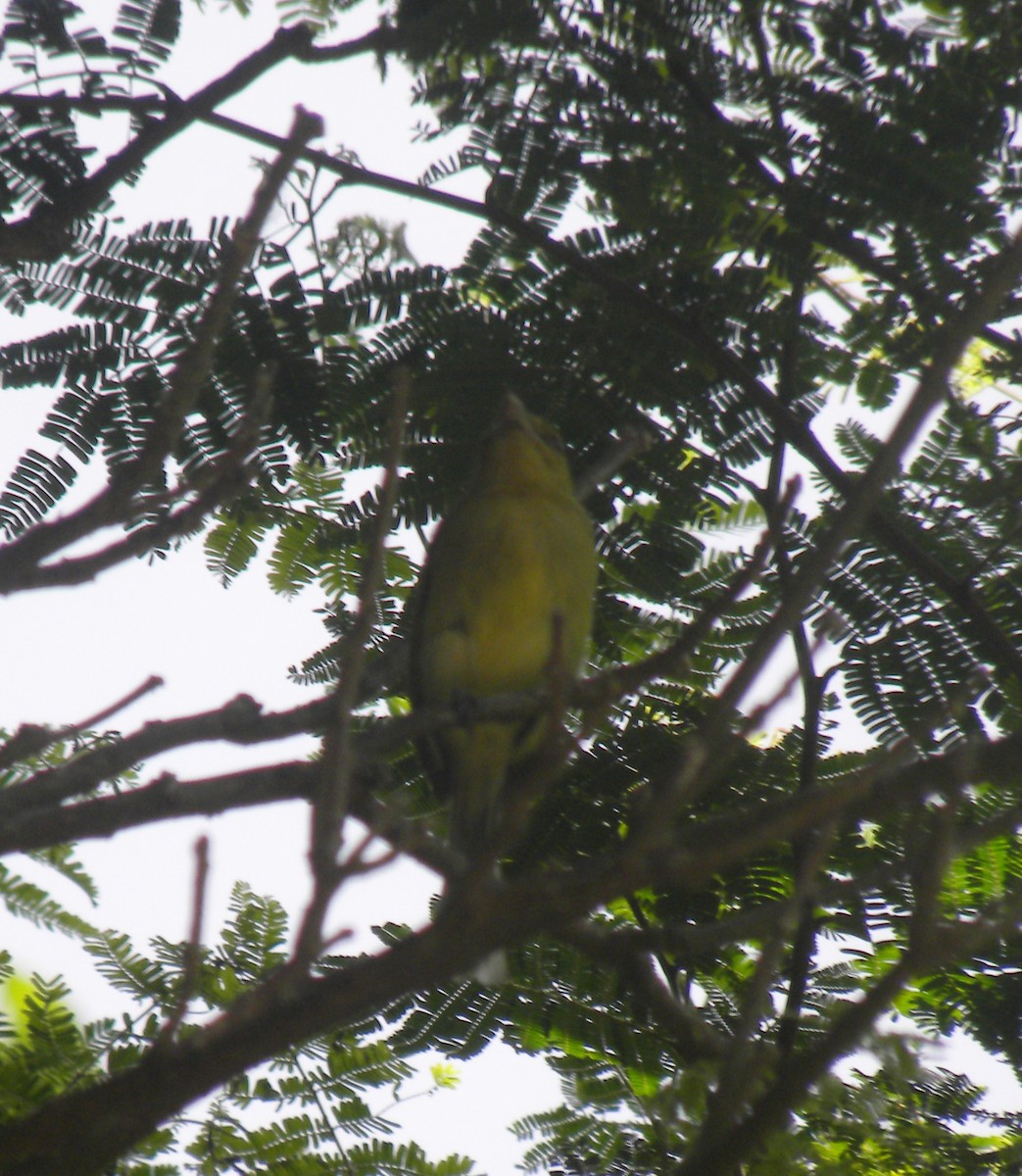 Ochre-lored Flatbill - ML637630049