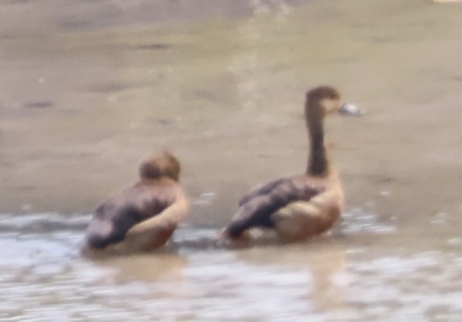 Lesser Whistling-Duck - ML637630055