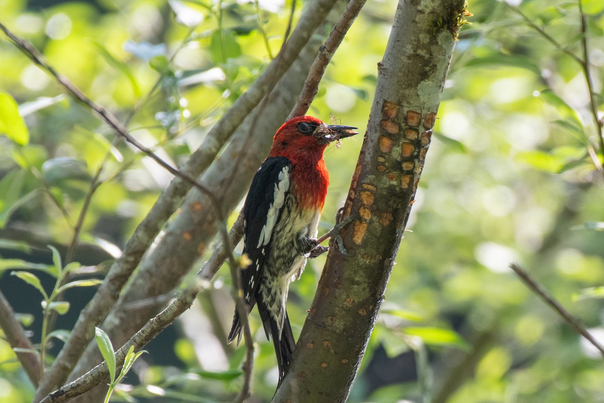 Red-breasted Sapsucker - ML637630079