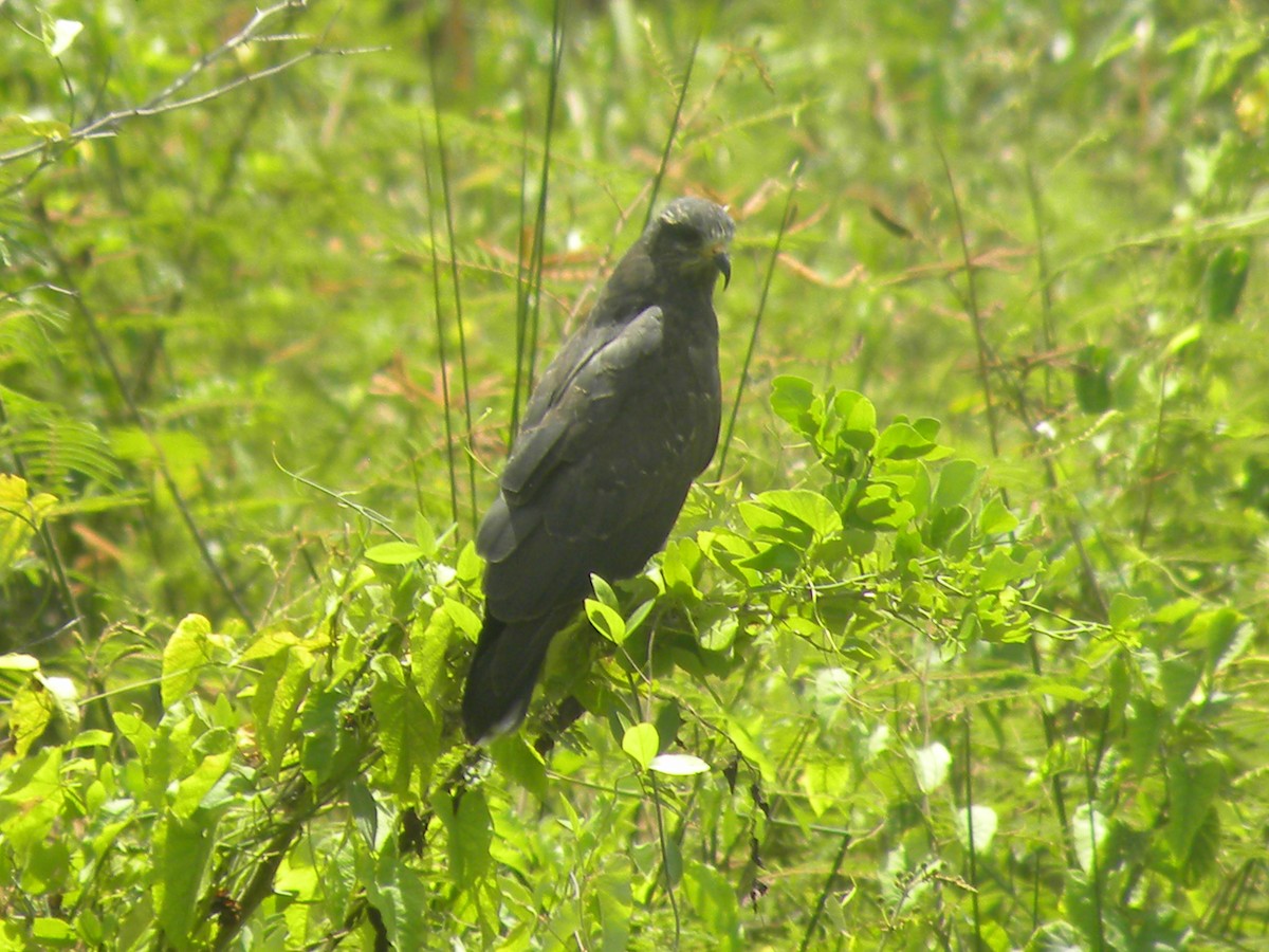 Snail Kite - ML637630137