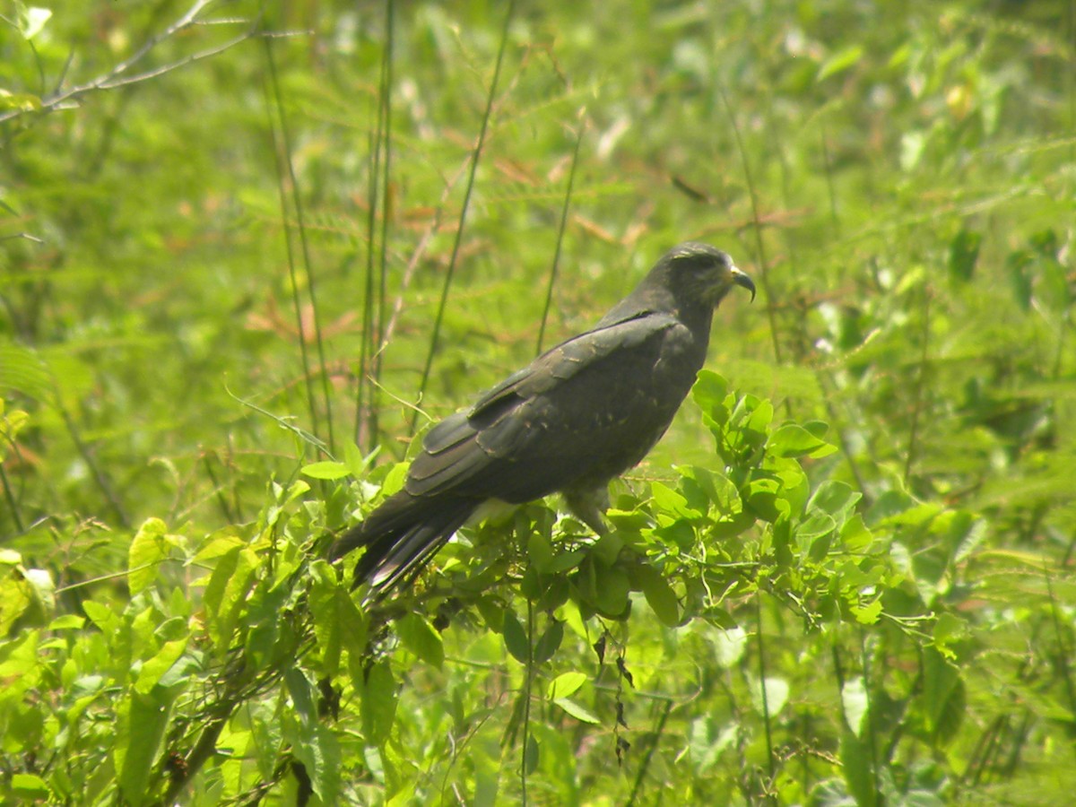 Snail Kite - ML637630140