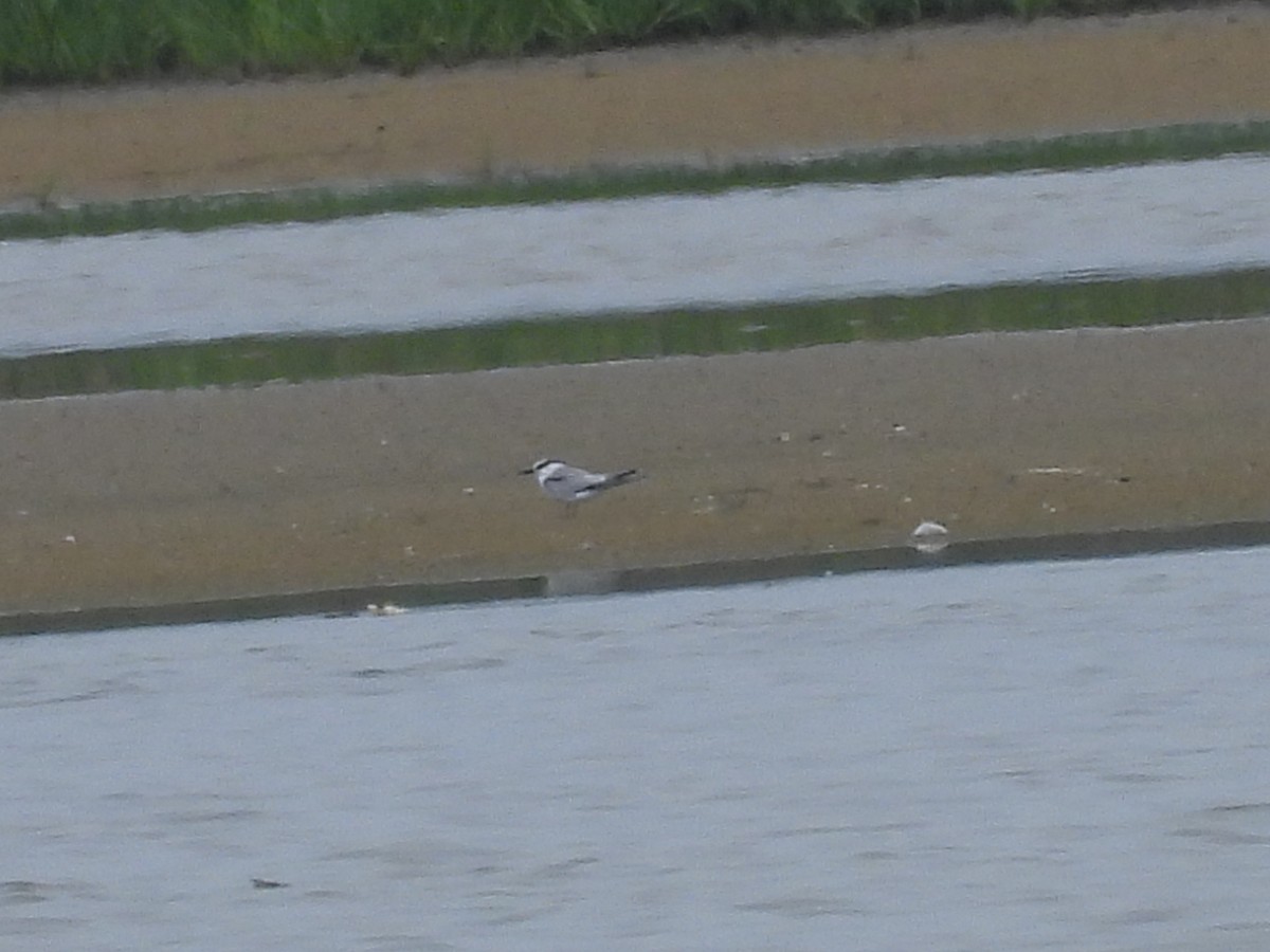 Common Tern - ML637630144