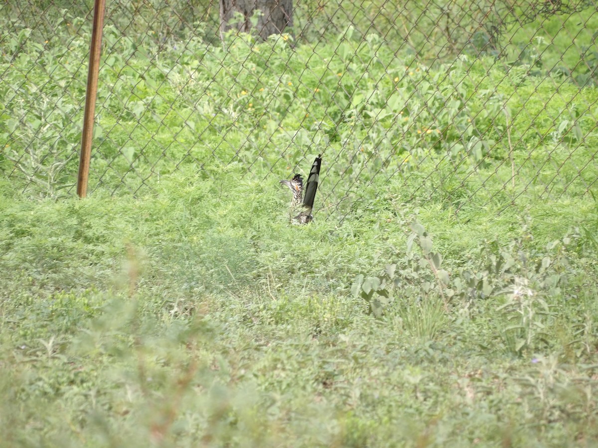 Greater Roadrunner - ML637630159