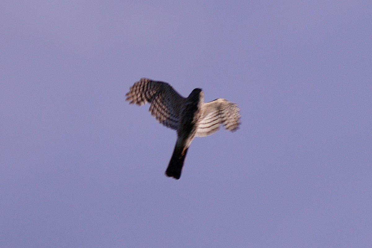 Cooper's Hawk/American Goshawk - ML637630160