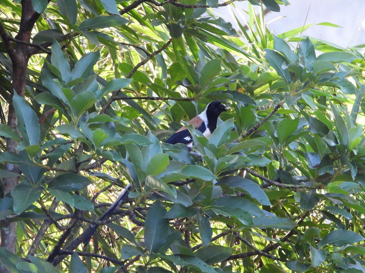 White-bellied Treepie - ML637630162