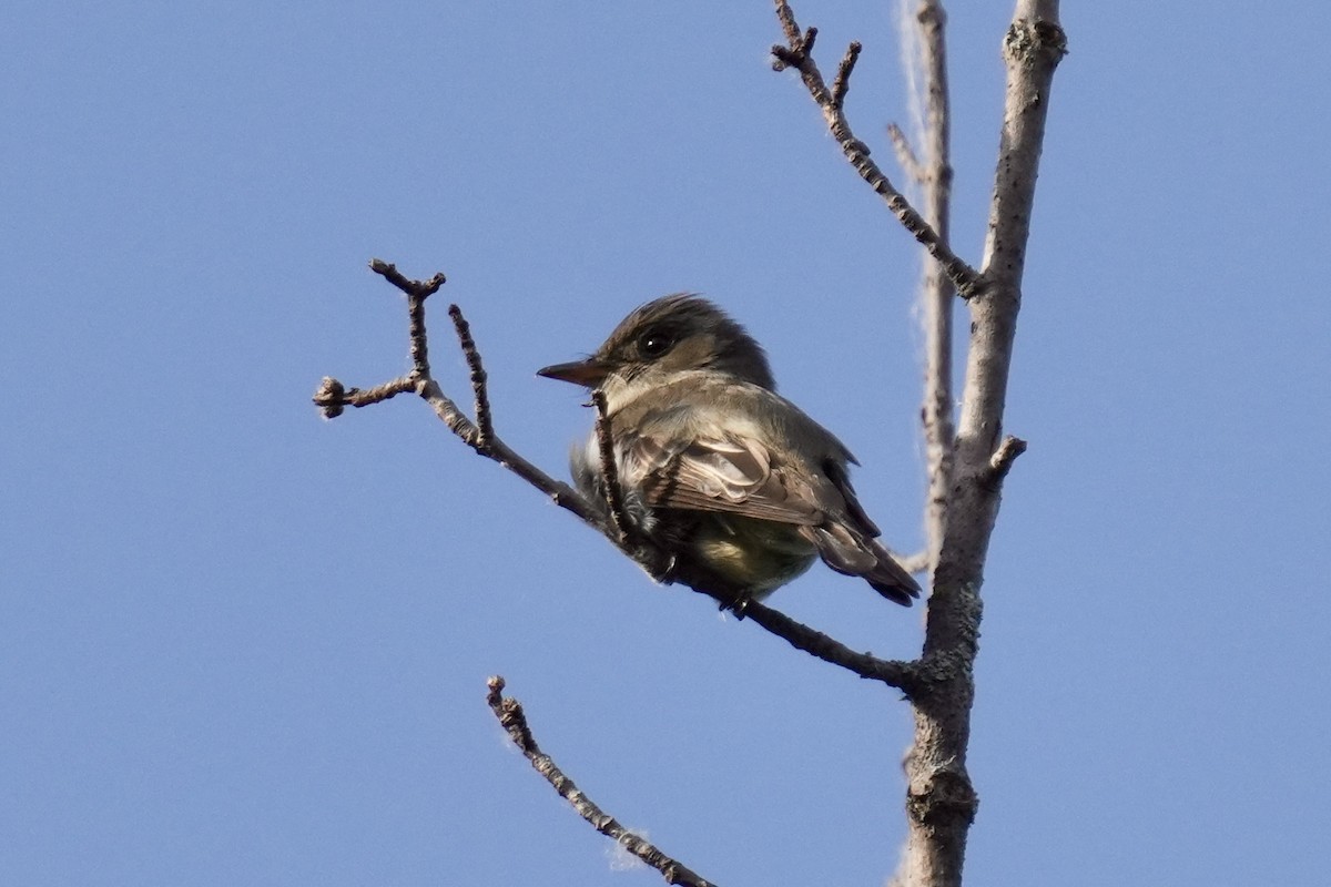 jakkepivi - ML637630171