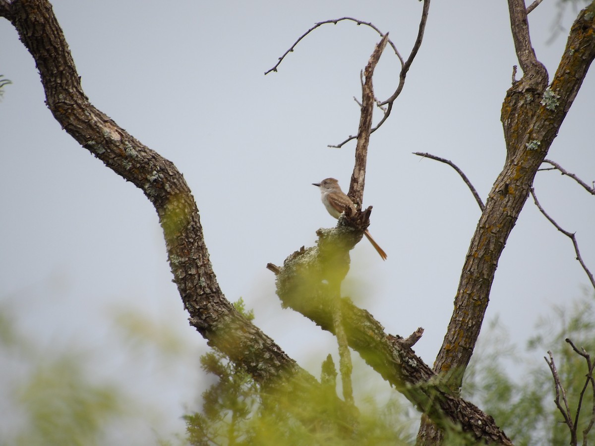 Great Crested Flycatcher - ML637630177
