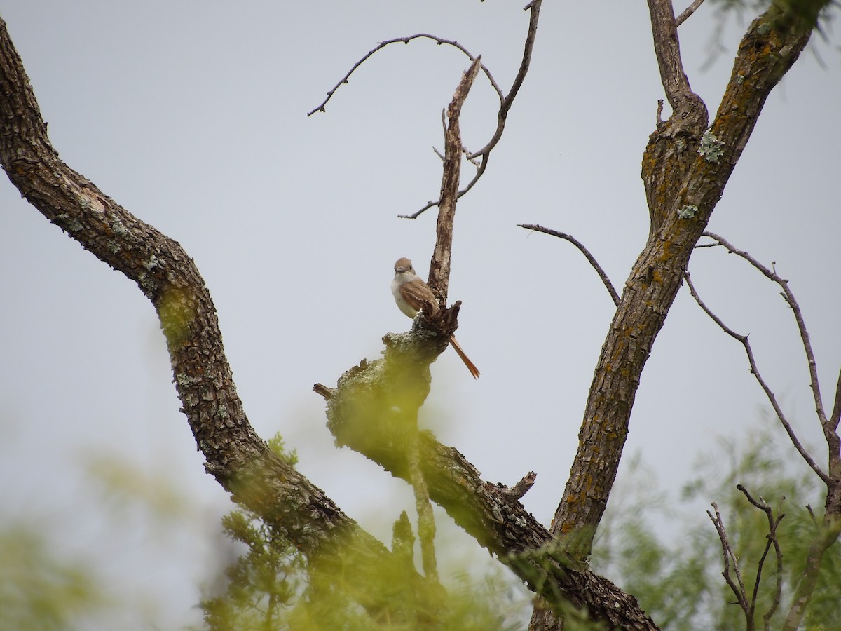 Great Crested Flycatcher - ML637630178