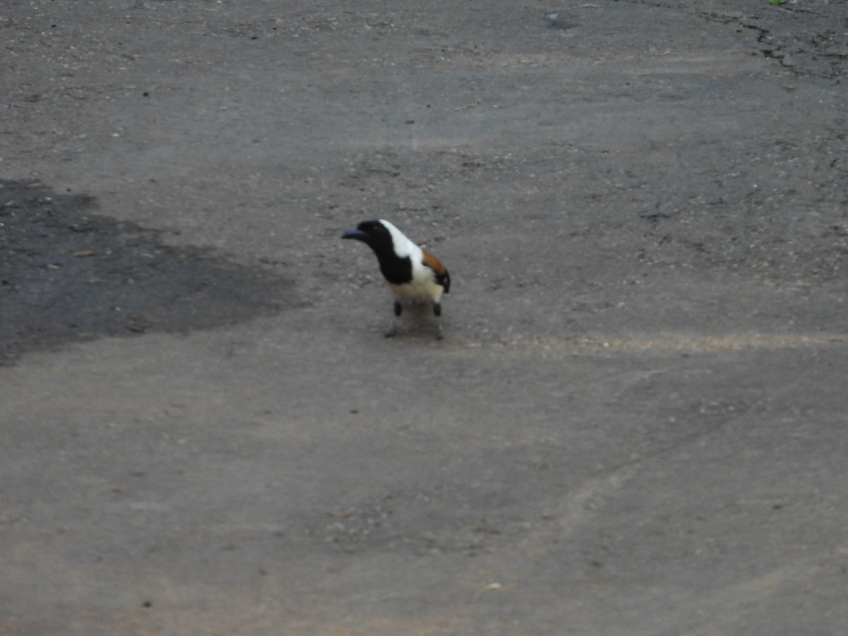 White-bellied Treepie - ML637630182