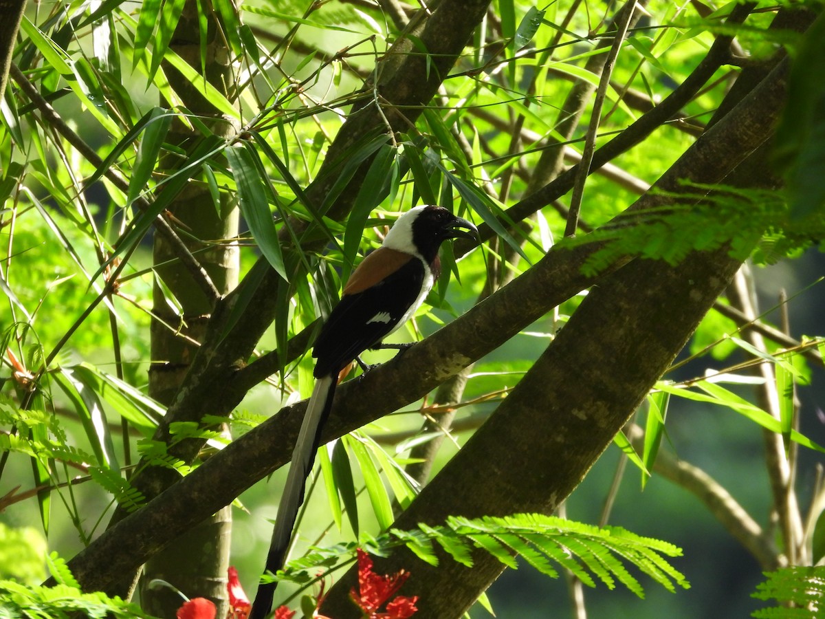 White-bellied Treepie - ML637630183
