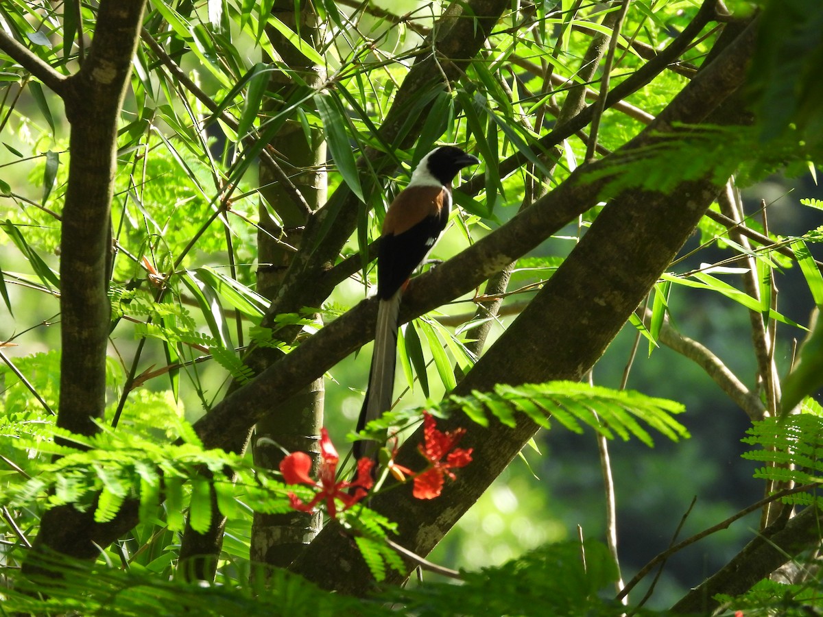 White-bellied Treepie - ML637630186