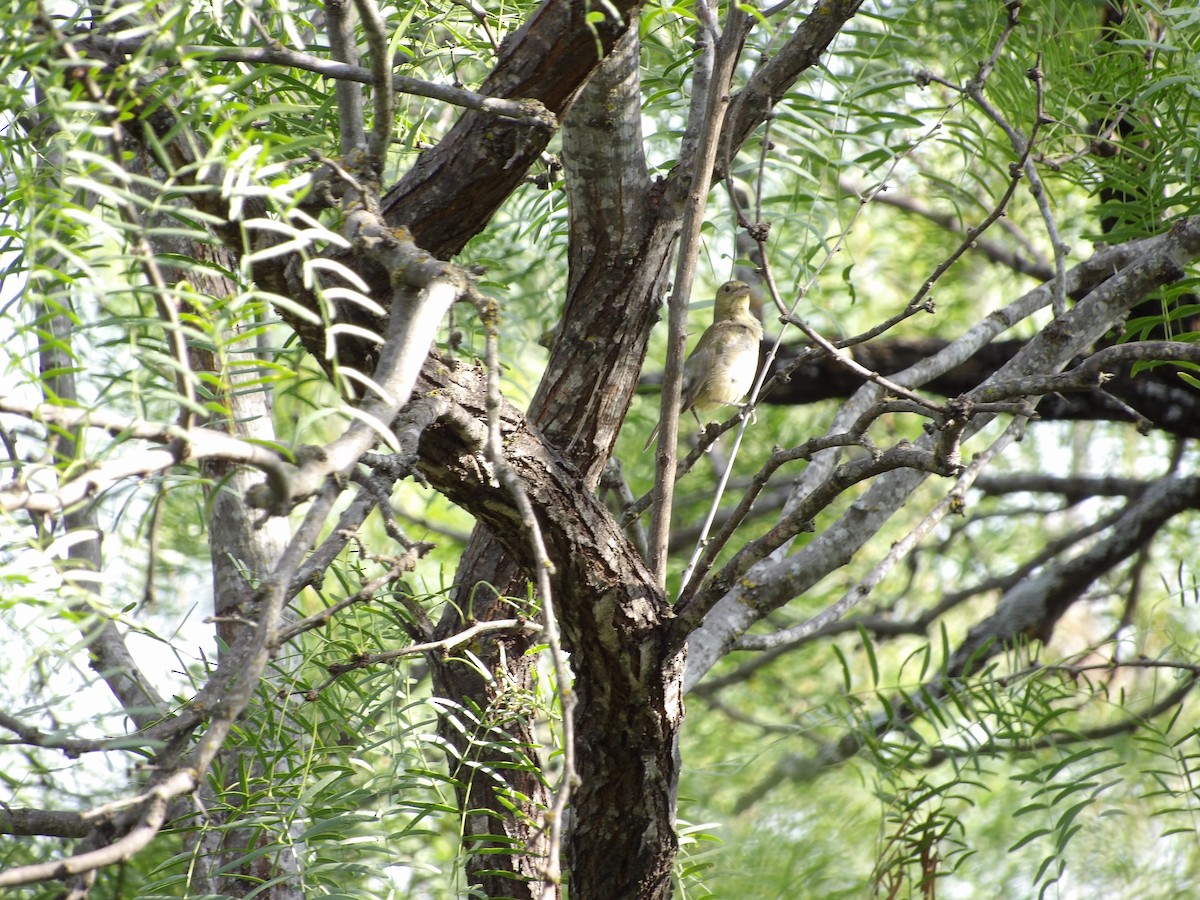 Painted Bunting - ML637630191
