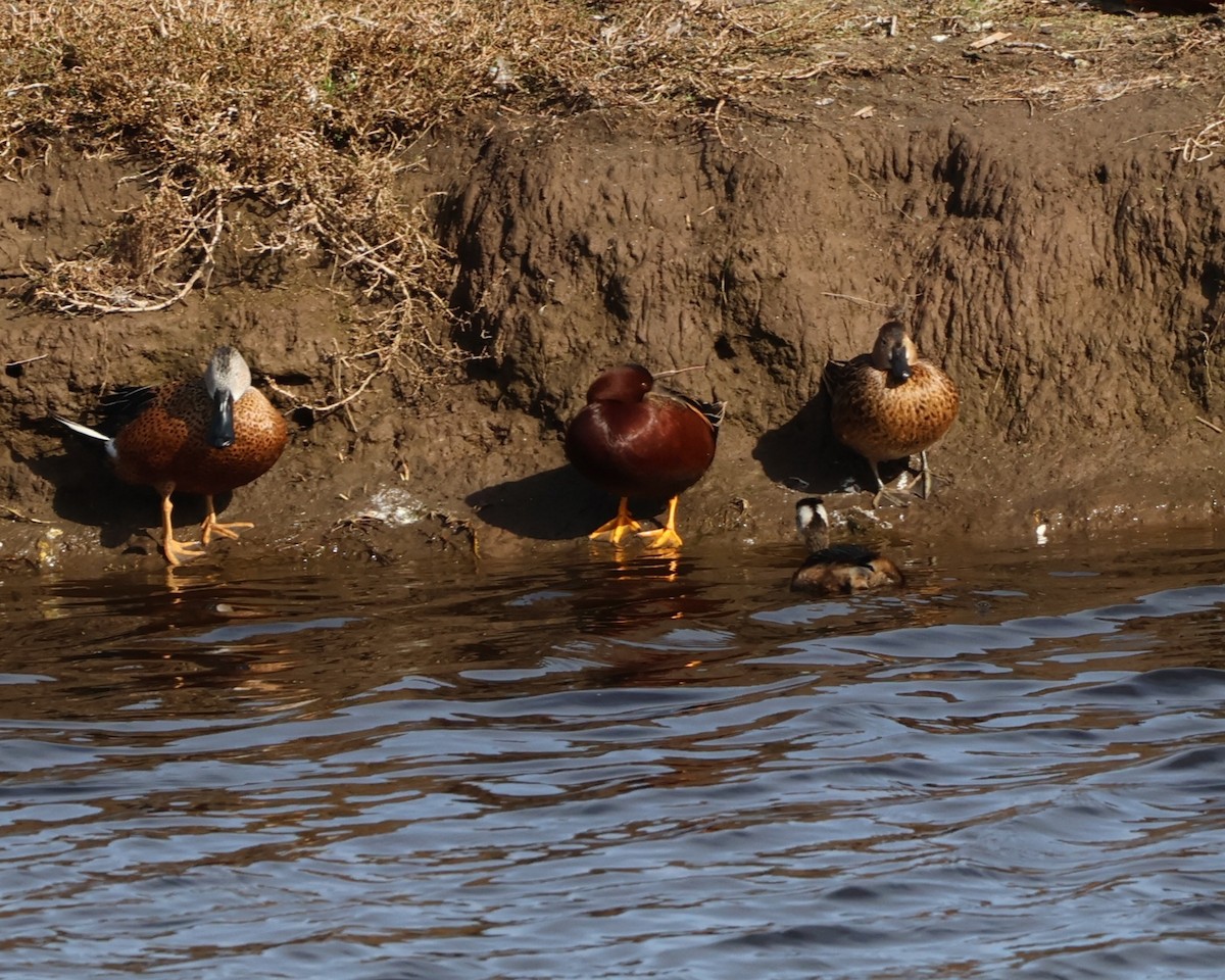 Red Shoveler - ML637630227