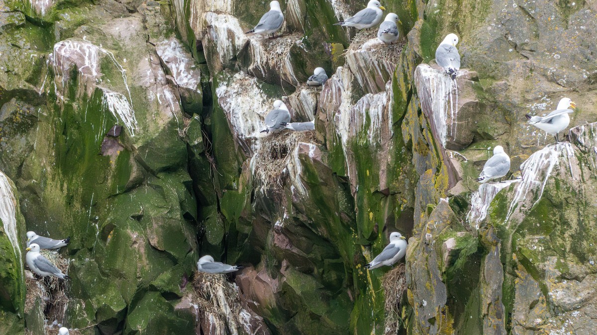 Black-legged Kittiwake - ML637630230