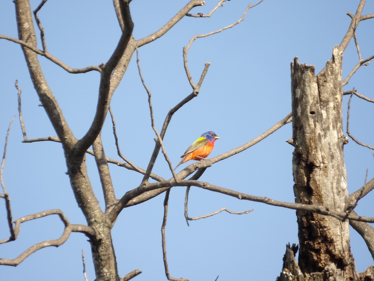 Painted Bunting - ML637630244