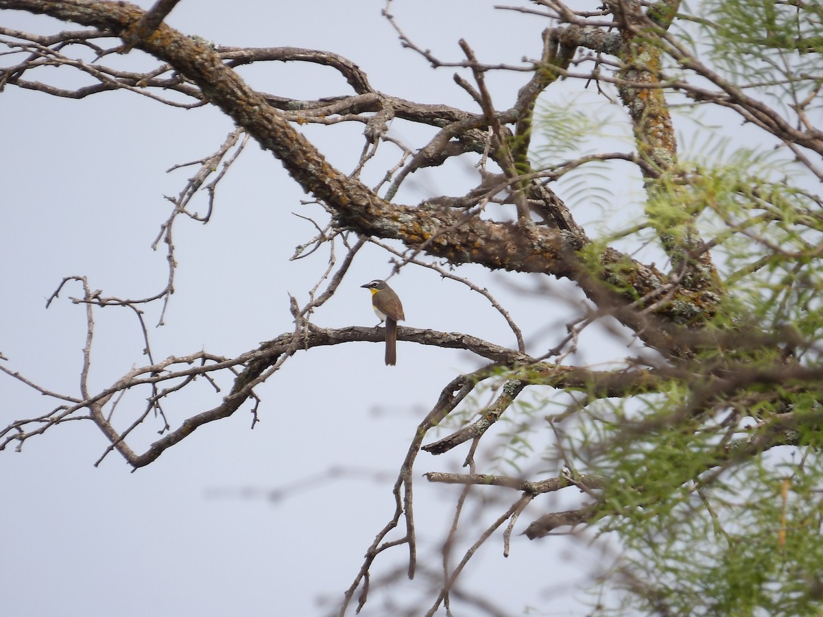 Yellow-breasted Chat - ML637630251
