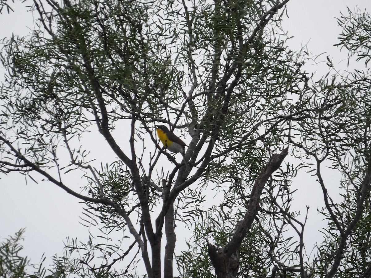Yellow-breasted Chat - ML637630252