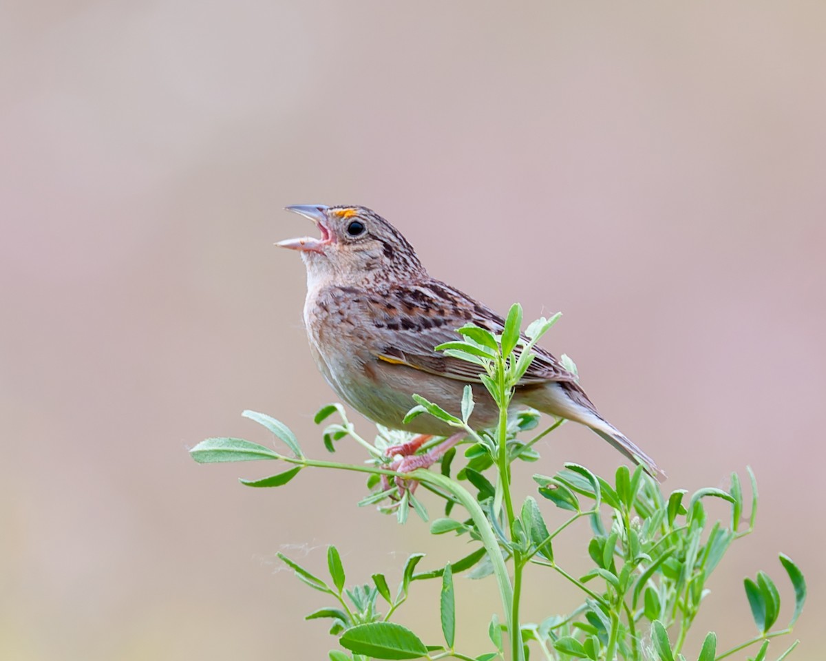 Grasshopper Sparrow - ML637630253