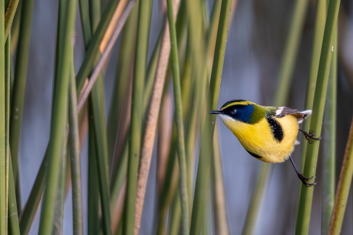 Many-colored Rush Tyrant - ML637630254