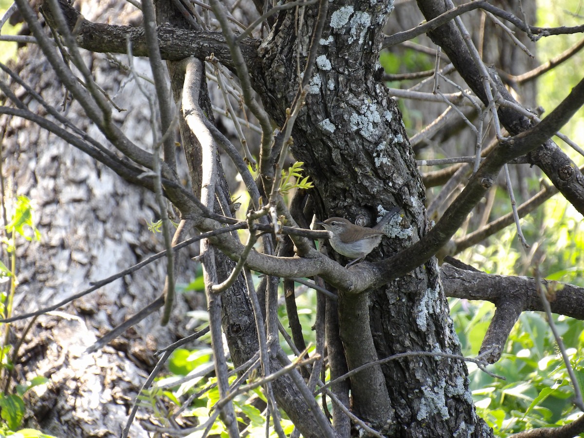 Bewick's Wren - ML637630255