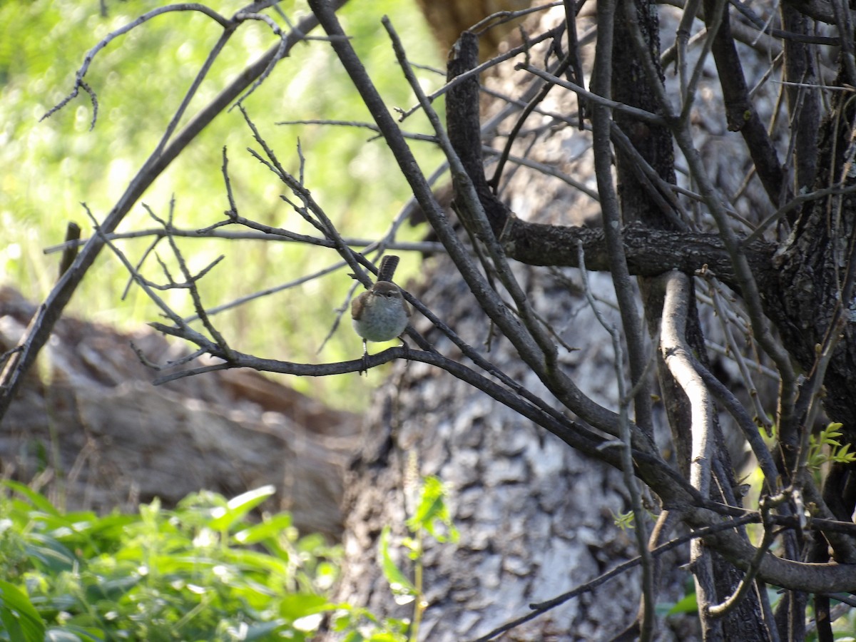 Bewick's Wren - ML637630256