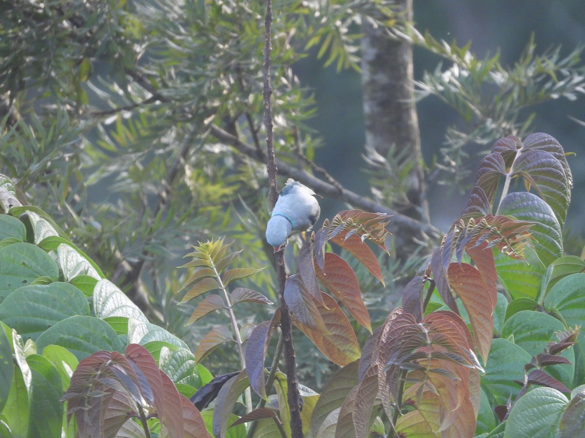Malabar Parakeet - ML637630269