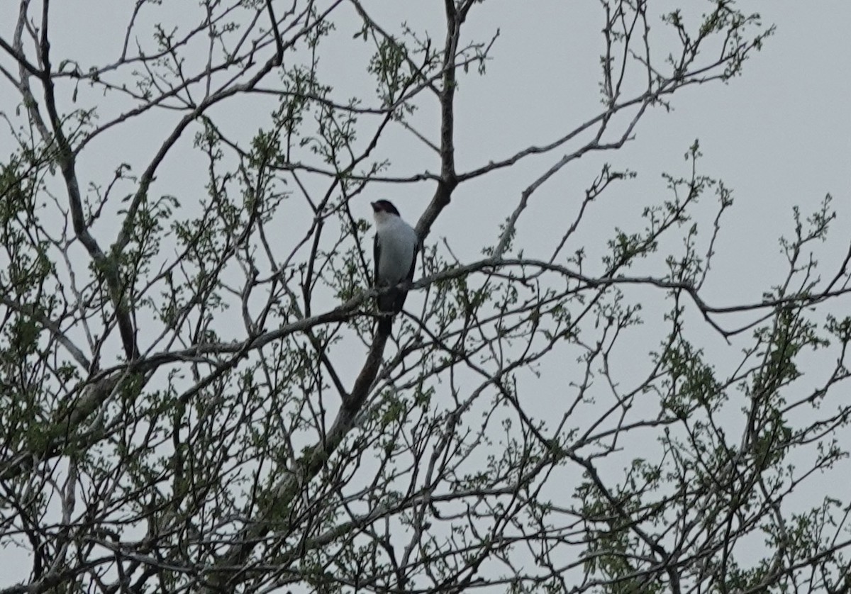 Black-tailed Tityra (Western) - ML637630272