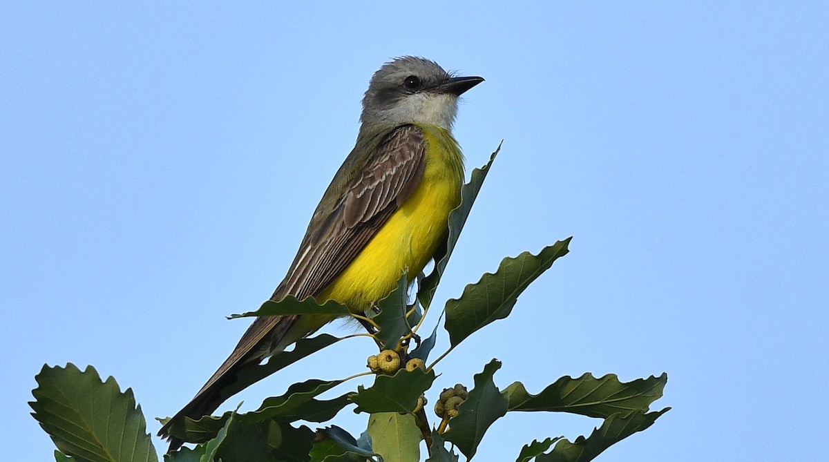 Couch's Kingbird - ML637630284