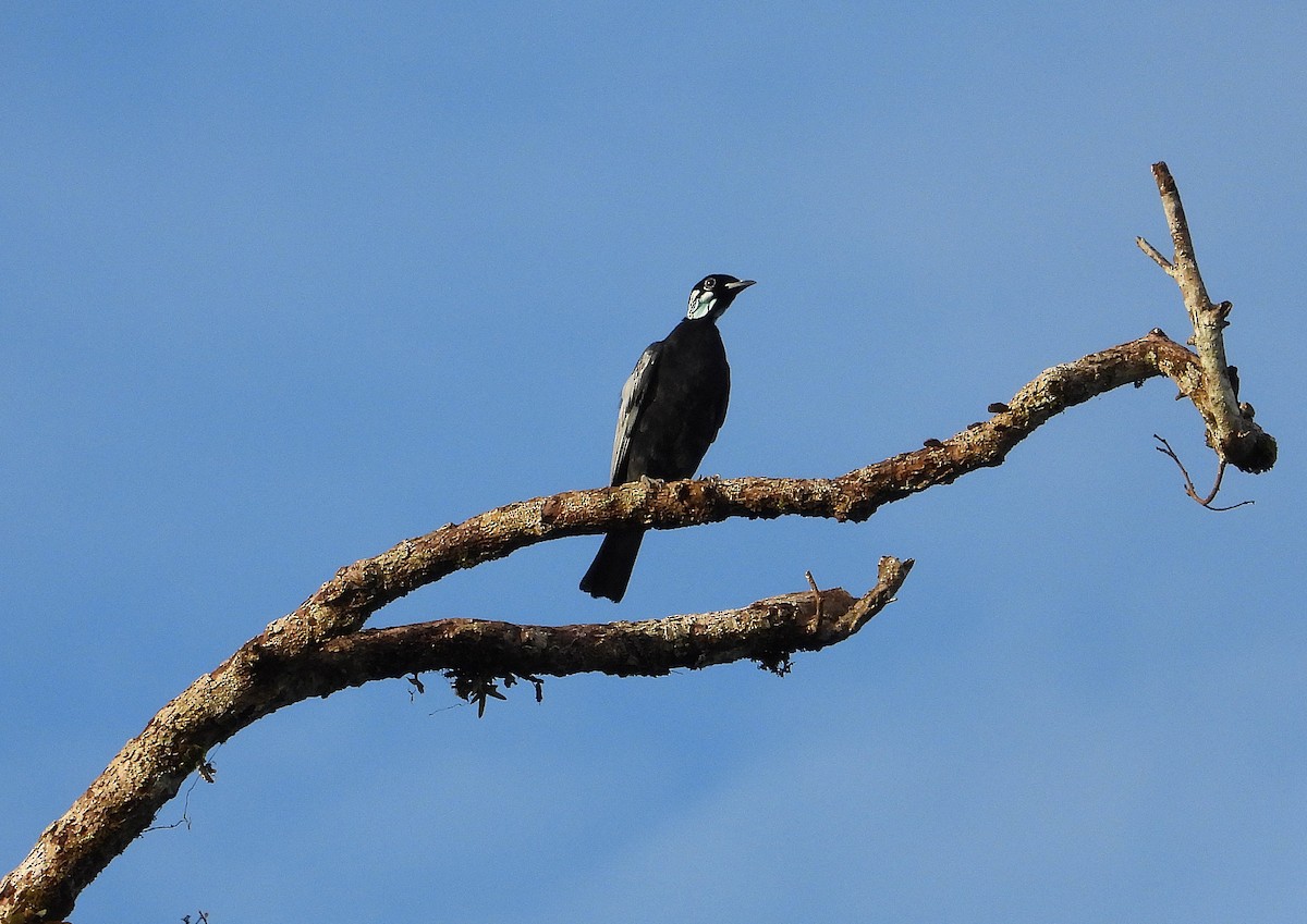 Bare-necked Fruitcrow - ML637630308