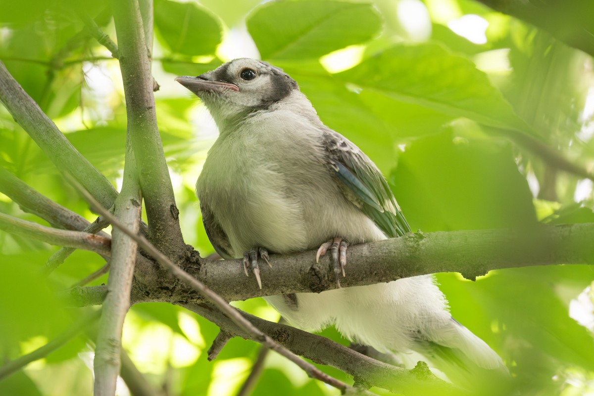 Blue Jay - ML637630340