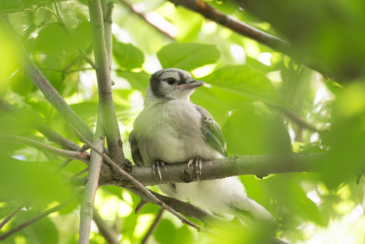 Blue Jay - ML637630341